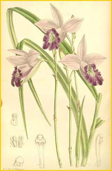   ( Arundina graminifolia ) Curtis's Botanical Magazine 1893