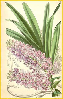   ( Ascocentrum ampullaceum ) Curtis's Botanical Magazine 1866