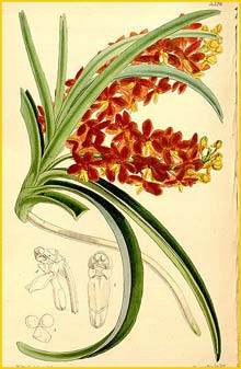   ( Ascocentrum curvifolium ) Curtis's Botanical Magazine 1862