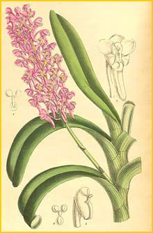   ( Ascocentrum rubescens ) Curtis's Botanical Magazine 1907