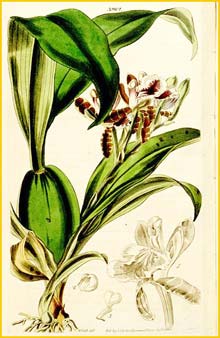   /  ( Odontoglossum aspasia / Aspasia epidendroides ) Curtis's Botanical Magazine 1842