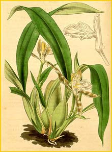   ( Odontoglossum variegatum / Aspasia variegata ) Curtis's Botanical Magazine