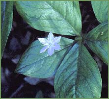   ( Trientalis latifolia )
