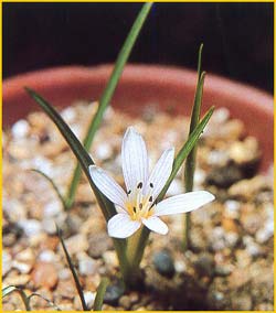    ( olchicum cupanii )