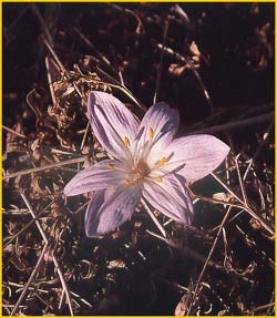   ( Colchicum peloponnesiacum )
