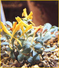   ( Corydalis aitchisonii )
