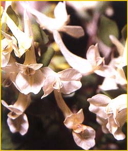  .  ( Corydalis caucasica var. alba )