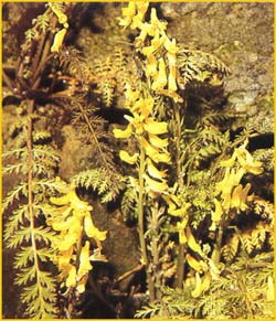   ( Corydalis cheilanthifolia  )