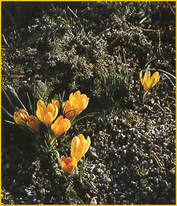    ( rocus chrysanthus )