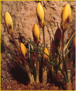     E.P. Bowles ( rocus chrysanthus 'E.P. Bowles' )