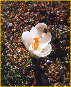   .  ( rocus vernus  ssp. albiflorus )