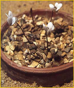   .  ( yclamen cilicucum var. intaminatum )