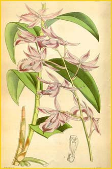   ( Barkeria lindleyana ) Curtis's Botanical Magazine 1874