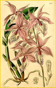   ( Barkeria spectabilis ) Curtis's Botanical Magazine 1844