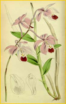   ( Barkeria uniflora ) Curtis's Botanical Magazine 1854