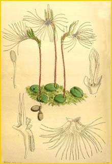   /   ( artholina pectinata / Bartholina burmanniana ) Curtis's Botanical Magazine 1895