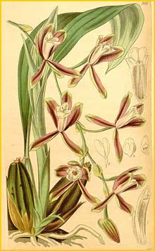   ( Lycaste colleyi / Batemannia colleyi ) Curtis's Botanical Magazine 1841