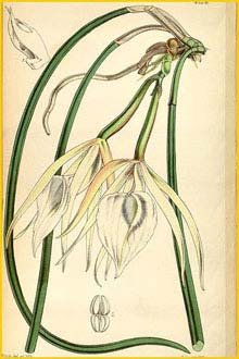   ( Brassavola acaulis ) Curtis's Botanical Magazine 1853