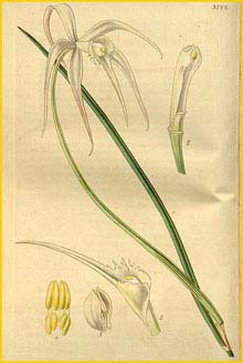   ( Brassavola cucullata ) Curtis's Botanical Magazine 1840