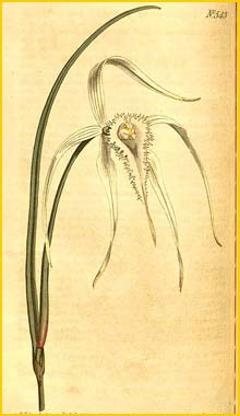   ( Brassavola cucullata ) Curtis's Botanical Magazine