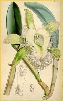   ( Brassavola digbyana ) Curtis's Botanical Magazine 1849