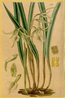   ( Brassavola cordata / subulifolia ) Curtis's Botanical Magazine 1840