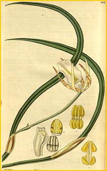   ( Brassavola tuberculata ) Curtis's Botanical Magazine 1829