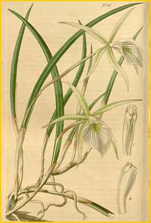   ( Brassavola tuberculata ) Curtis's Botanical Magazine 1840
