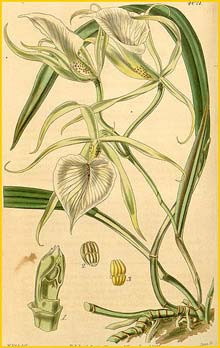   ( Brassavola venosa ) Curtis's Botanical Magazine 1843