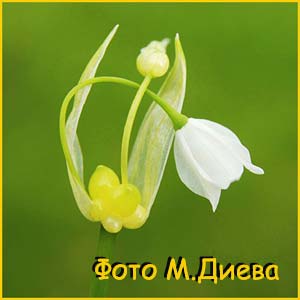   /    ( Allium paradoxum / Scilla paradoxa )