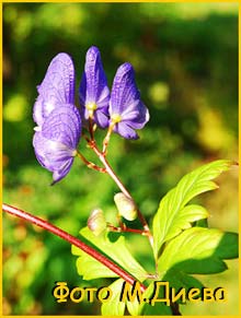  - ( Aconitum albo-violaceum ) 
