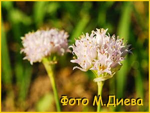   ( Allium geyeri )