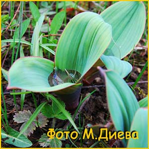   ( Allium karataviense )