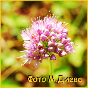    ( Allium montanum spirale )