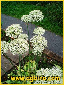   /   ( Allium nigrum / multibulbosum )