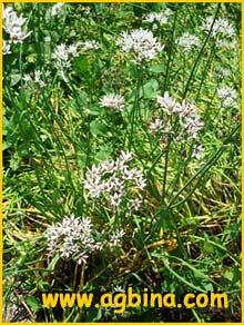    ( Allium ramosum )