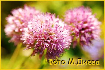   ( Allium senescens )
