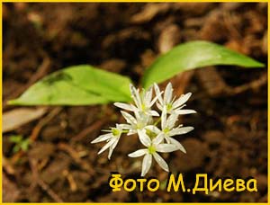   /  ( Allium ursinum )