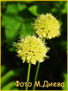   ( Allium victorialis )