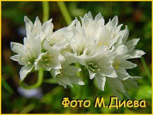  ( Allium zebdanense ) 