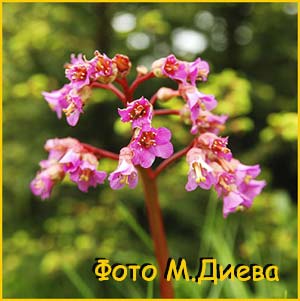   (Bergenia cordifolia)