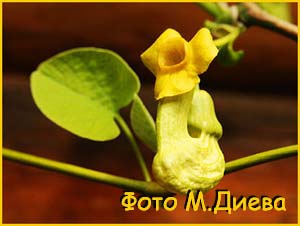    ( Aristolochia macrophylla / durior / sipho )