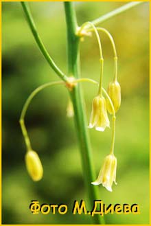   (Asparagus officinalis)