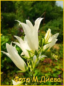    ( Campanula latifolia alba )