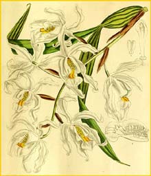   ( Coelogyne cristata ) Curtis's Botanical Magazine (1913)