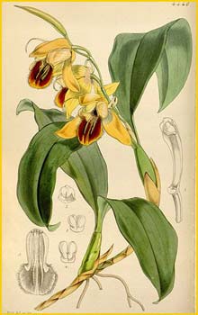   ( Coelogyne fimbriata ) Curtis's Botanical Magazine (1849)