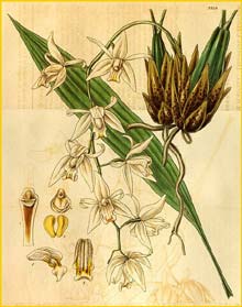   ( Coelogyna flaccida ) Curtis's Botanical Magazine (1834)