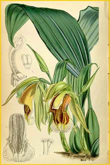 a  ( Coelogyne speciosa ) Curtis's Botanical Magazine