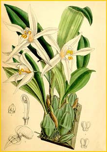 a  ( Coelogyne corymbosa ) Curtis's Botanical Magazine (1887)