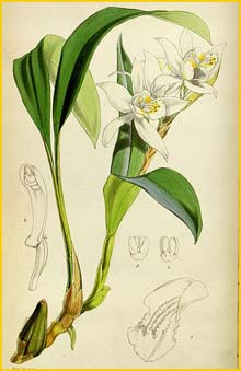a ( Coelogyne cumingii ) Curtis's Botanical Magazine (1852)